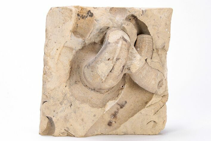 Ordovician Oncoceratid & Gastropod Fossil Association - Wisconsin #215205